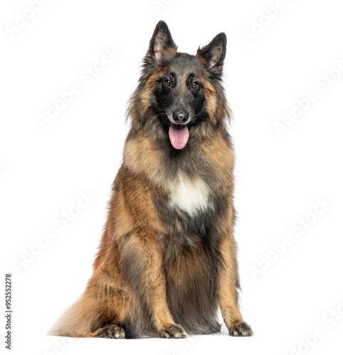 Tervuren, Belgian shepherd dog sitting on white background and panting