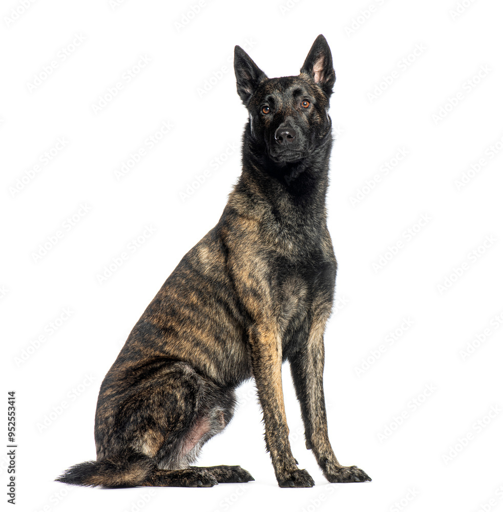 Dutch Shepherd dog sitting and looking away, isolated on white Dutch Shepherd dog sitting and looking away, isolated on white