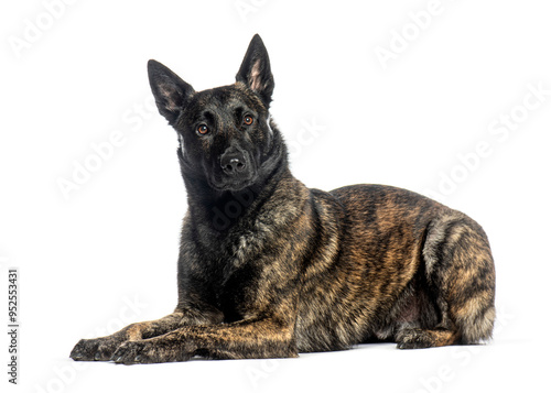 Photography Dutch Shepherd dog lying down and looking at the camera on a white background