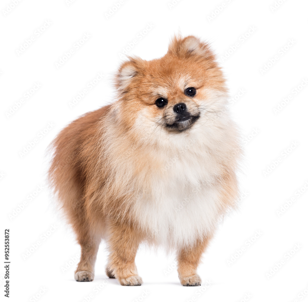 Cute pomeranian dog is standing and looking curious Cute pomeranian dog is standing and looking curious