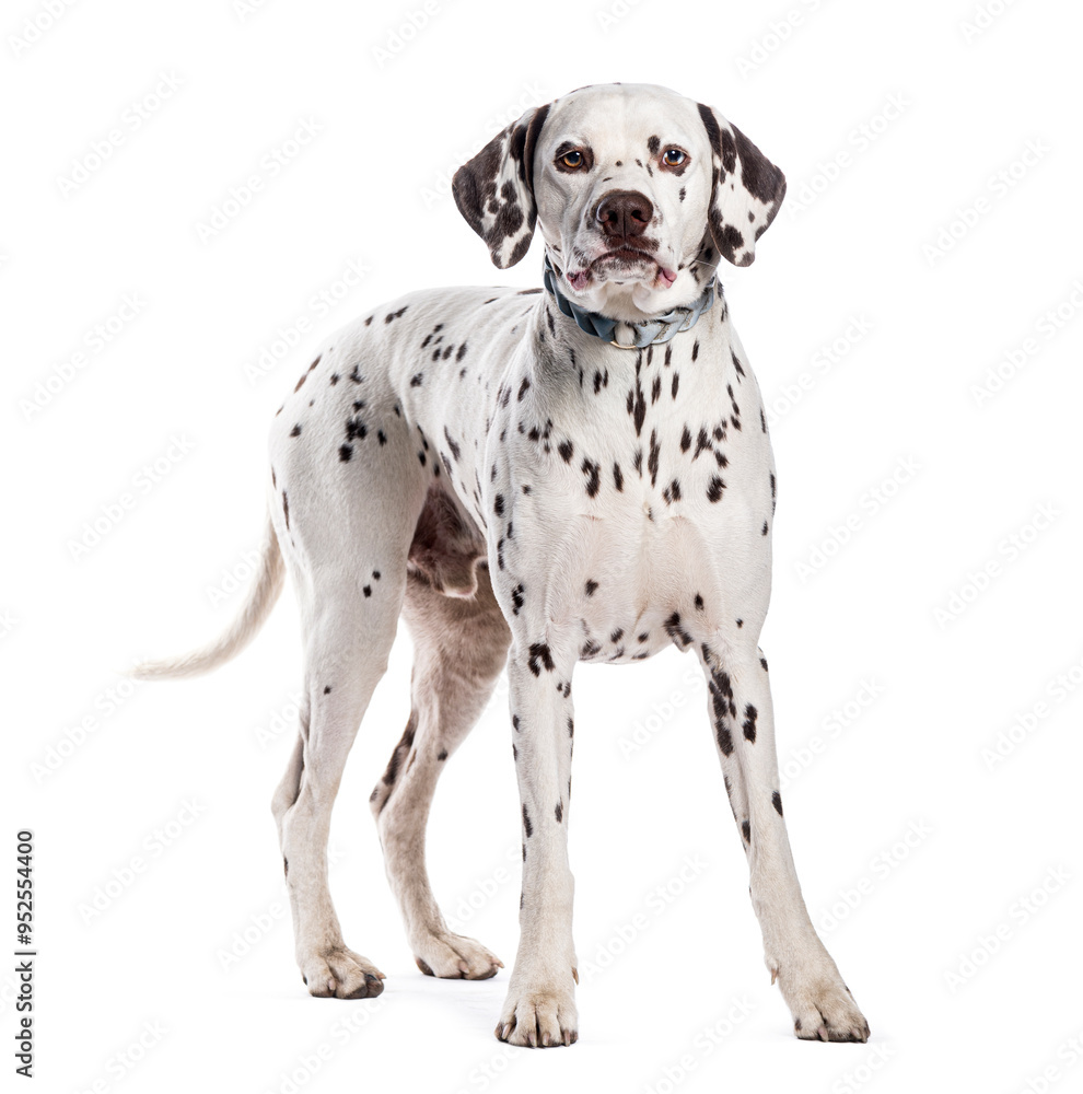 Brown spotted Dalmatian dog standing and looking at camera on white background Brown spotted Dalmatian dog standing and looking at camera on white background