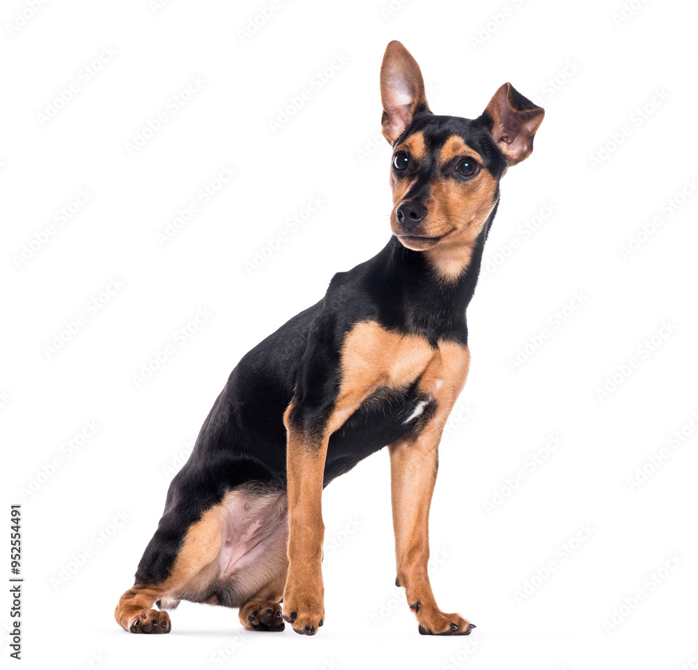 Mongrel sitting and looking away from camera on a white background one ear up Mongrel sitting and looking away from camera on a white background one ear up