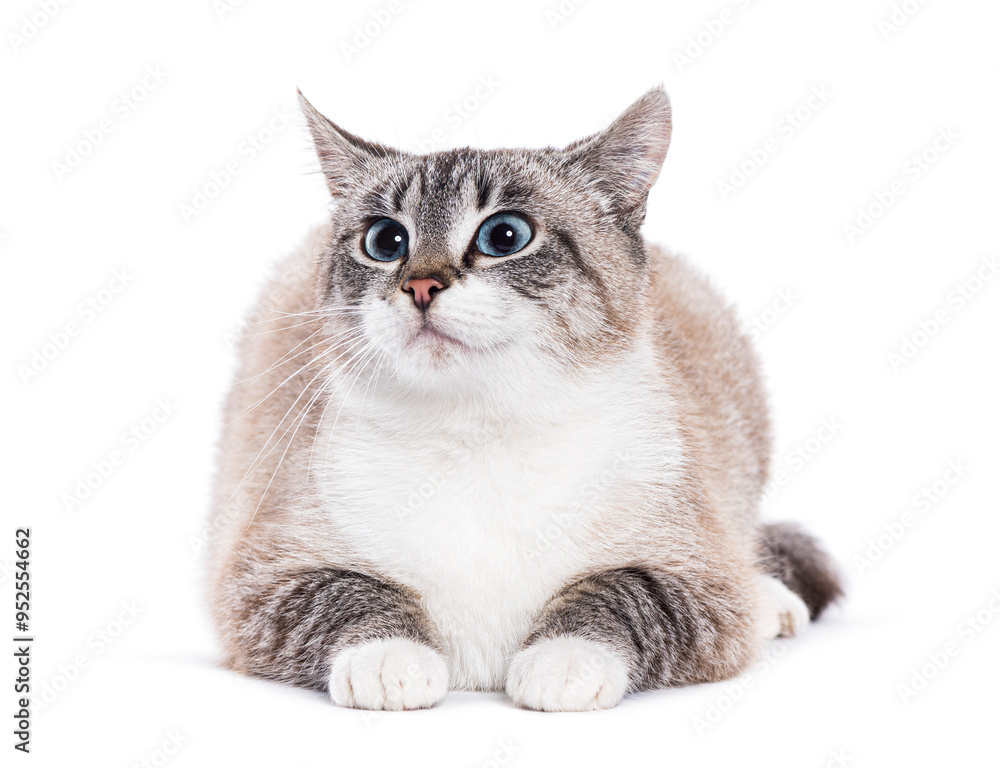 Grey and white Kitten european shorthair cat with blue eyes lying on the floor and looking up curiously Grey and white Kitten european shorthair cat with blue eyes lying on the floor and looking up curiously