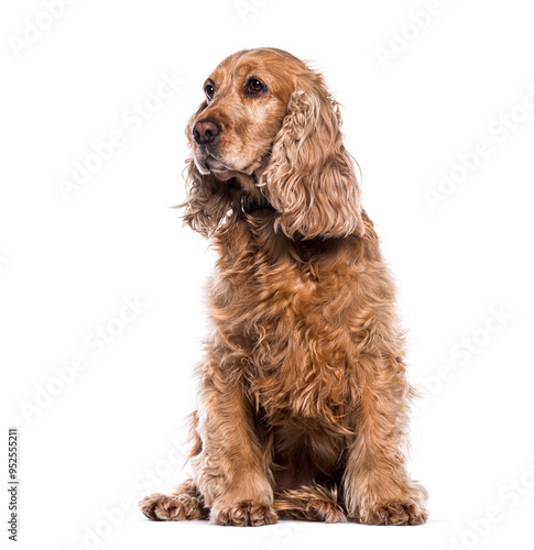 English Cocker Spaniel wearing a dog collar, sitting and looking away , isolated on white