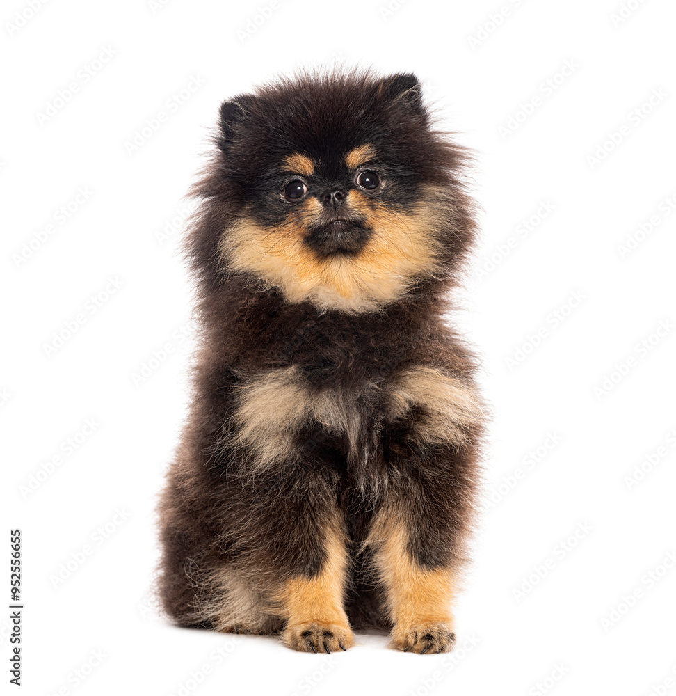 Adorable Six months old black and tan pomeranian puppy sitting and looking curious isolated on white Adorable Six months old black and tan pomeranian puppy sitting and looking curious isolated on white
