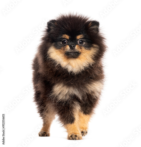 Six months old puppy Pomeranian walking and looking towards at the camera, isolated on white