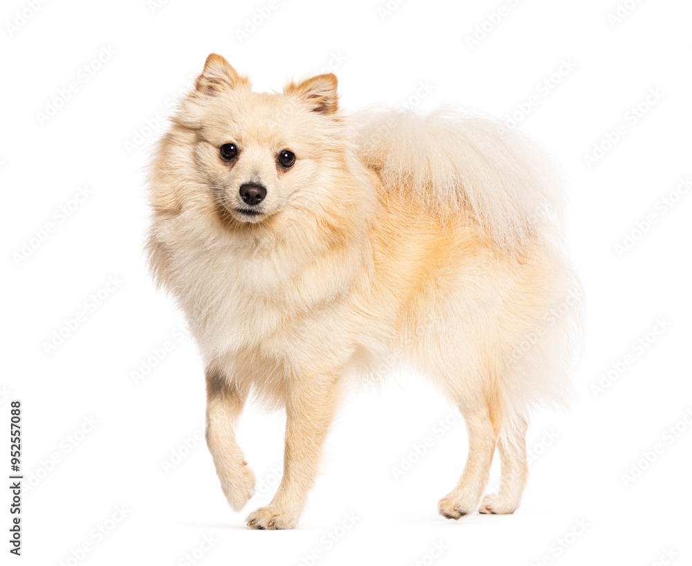 Obraz premium Spitz dog walking and looking curious on a white background