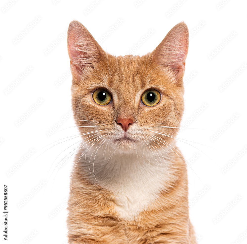 Ginger cat is posing for a portrait on a white background Ginger cat is posing for a portrait on a white background
