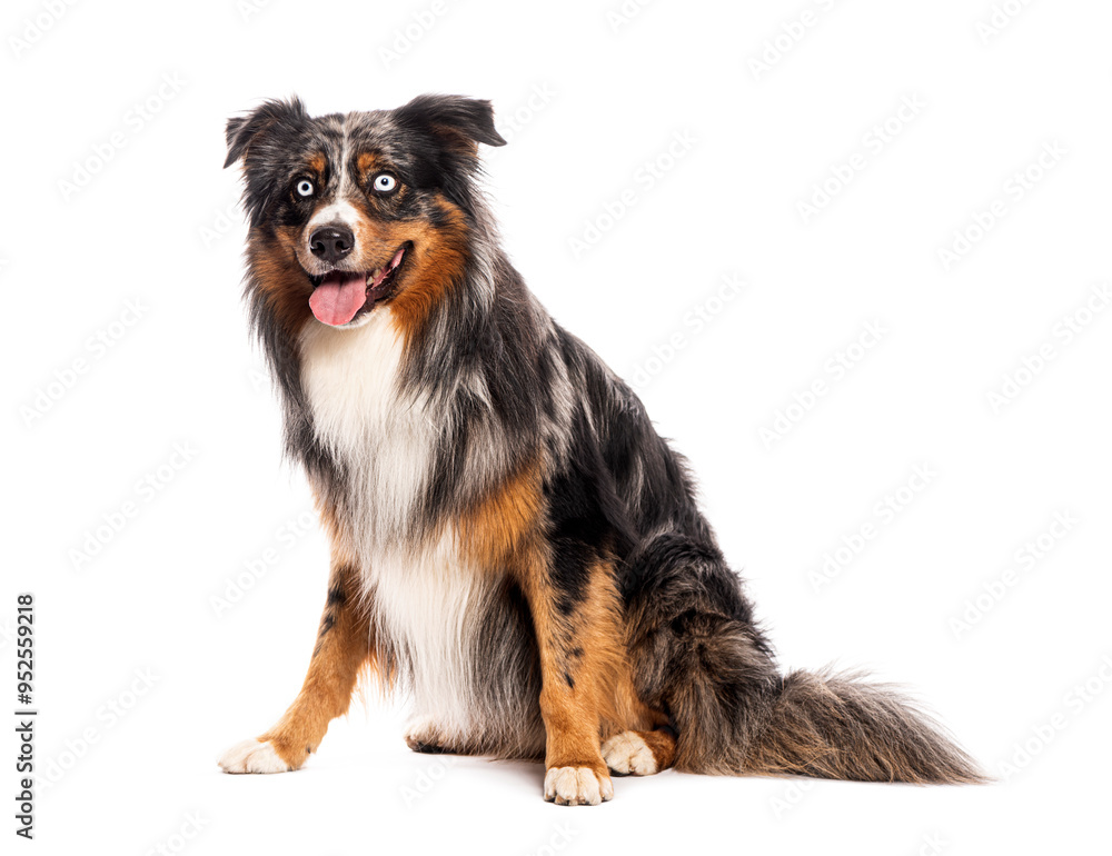Australian shepherd dog sitting and panting on white background Australian shepherd dog sitting and panting on white background