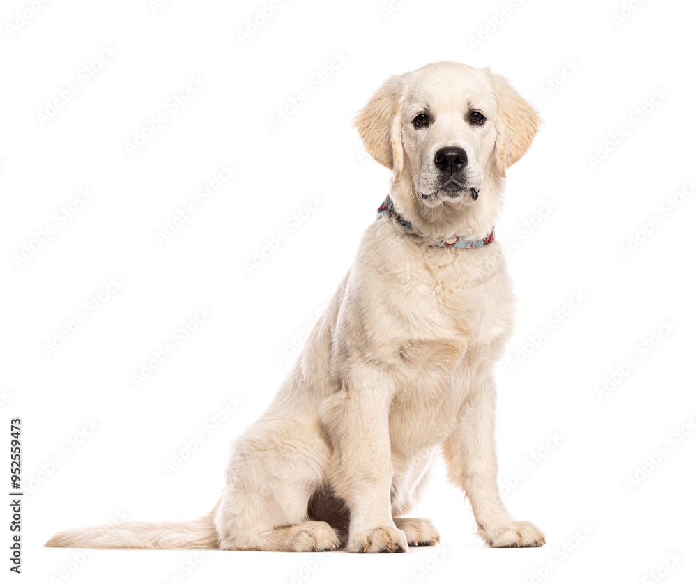 Five months old Golden retriever puppy with a blue collar sitting and looking at the camera, isolated on white Five months old Golden retriever puppy with a blue collar sitting and looking at the camera, isolated on white
