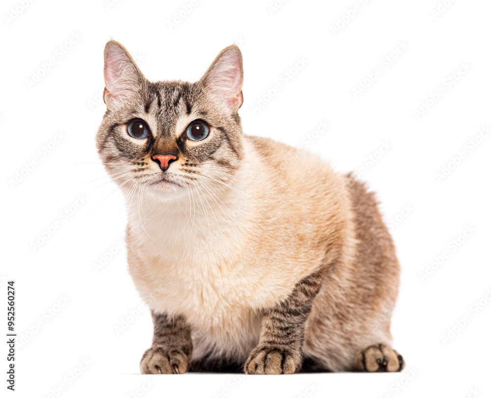 Obraz premium Crossbreed domestic cat sitting and looking at camera on white background
