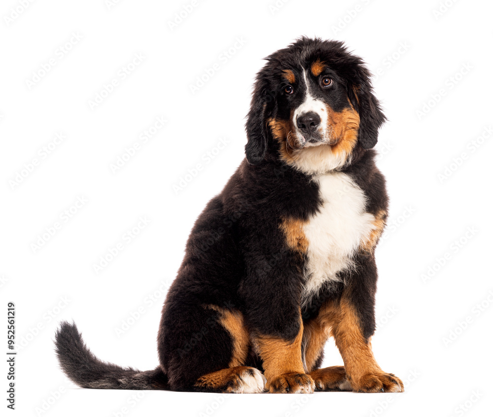 Bernese mountain dog puppy sitting and looking forward Bernese mountain dog puppy sitting and looking forward
