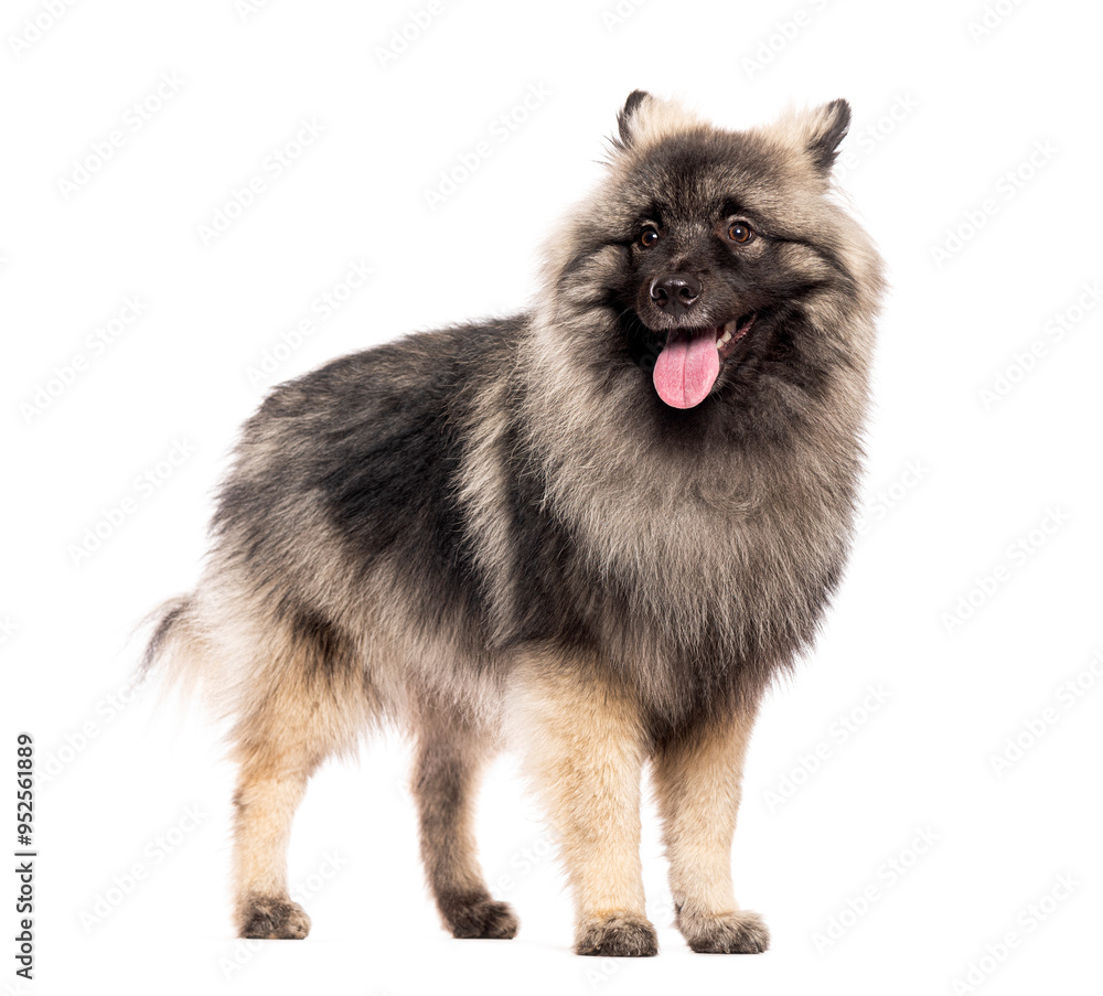 dog standing on a white background looking happy and playful with tongue out dog standing on a white background looking happy and playful with tongue out