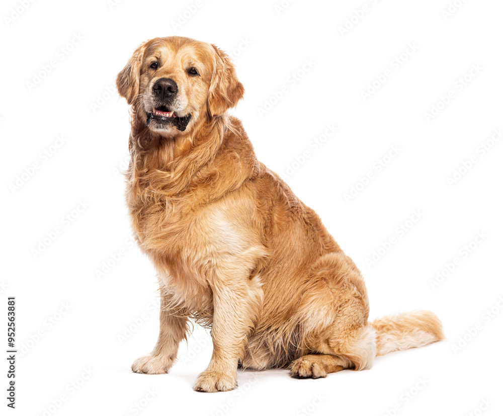 Senior Golden retriever dog sitting on the floor and looking happy, isolated on white background Senior Golden retriever dog sitting on the floor and looking happy, isolated on white background