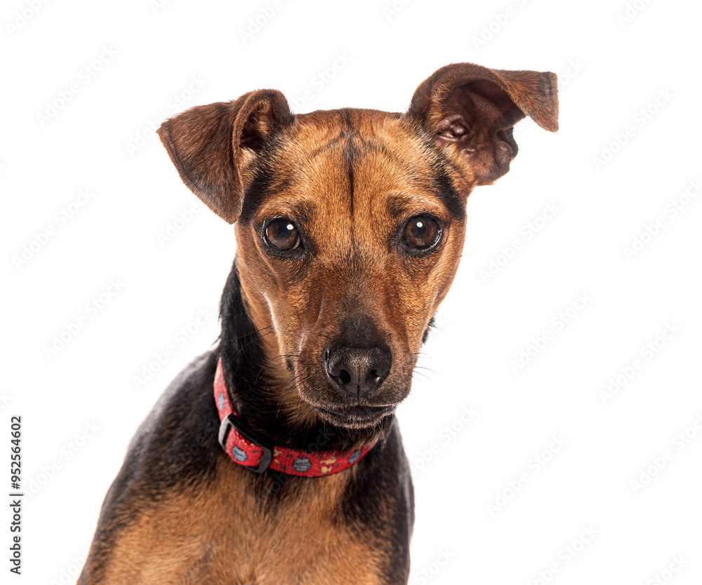 Head shot of an cute brown and black Miniature Pinscher dog with a red collar looking at the camera on white background Head shot of an cute brown and black Miniature Pinscher dog with a red collar looking at the camera on white background