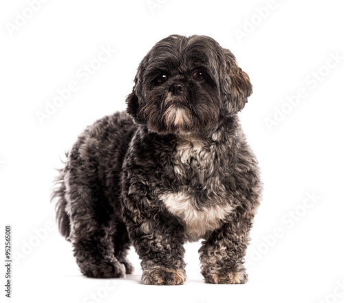 Adorable Lhasa apso dog standing and looking with curiosity on white background