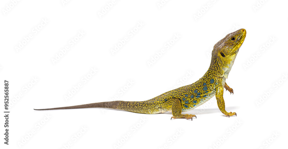 Naklejka premium Side view of a Ocellated lizard, Timon lepidus, standing and looking up, isolated on white
