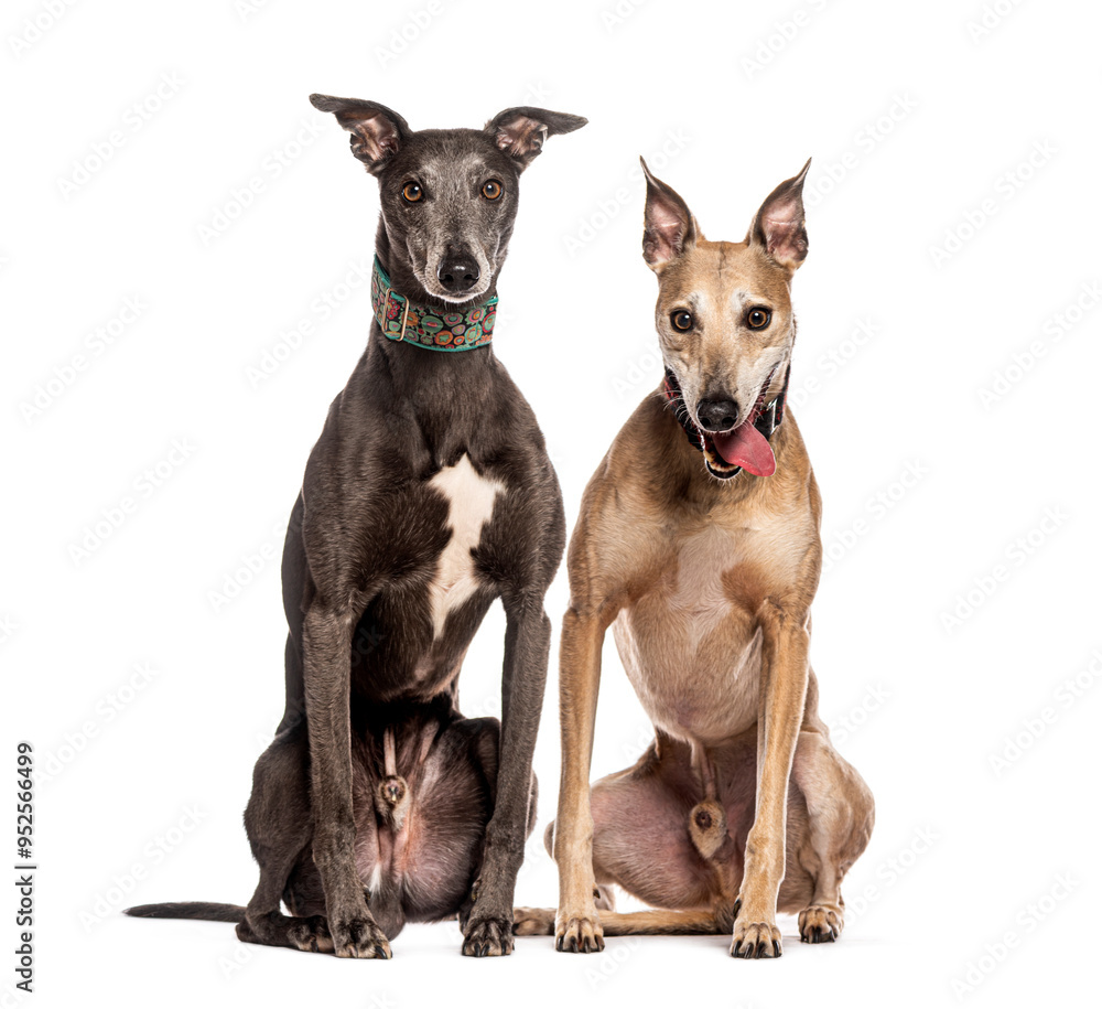 Two greyhounds sitting and looking at camera Two greyhounds sitting and looking at camera