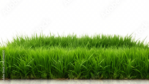 Natural fresh green grass cut out backgrounds 3d rendering transparent background PNG download