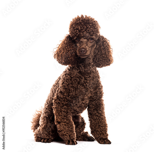 Canvas Print Brown poodle sitting on white background