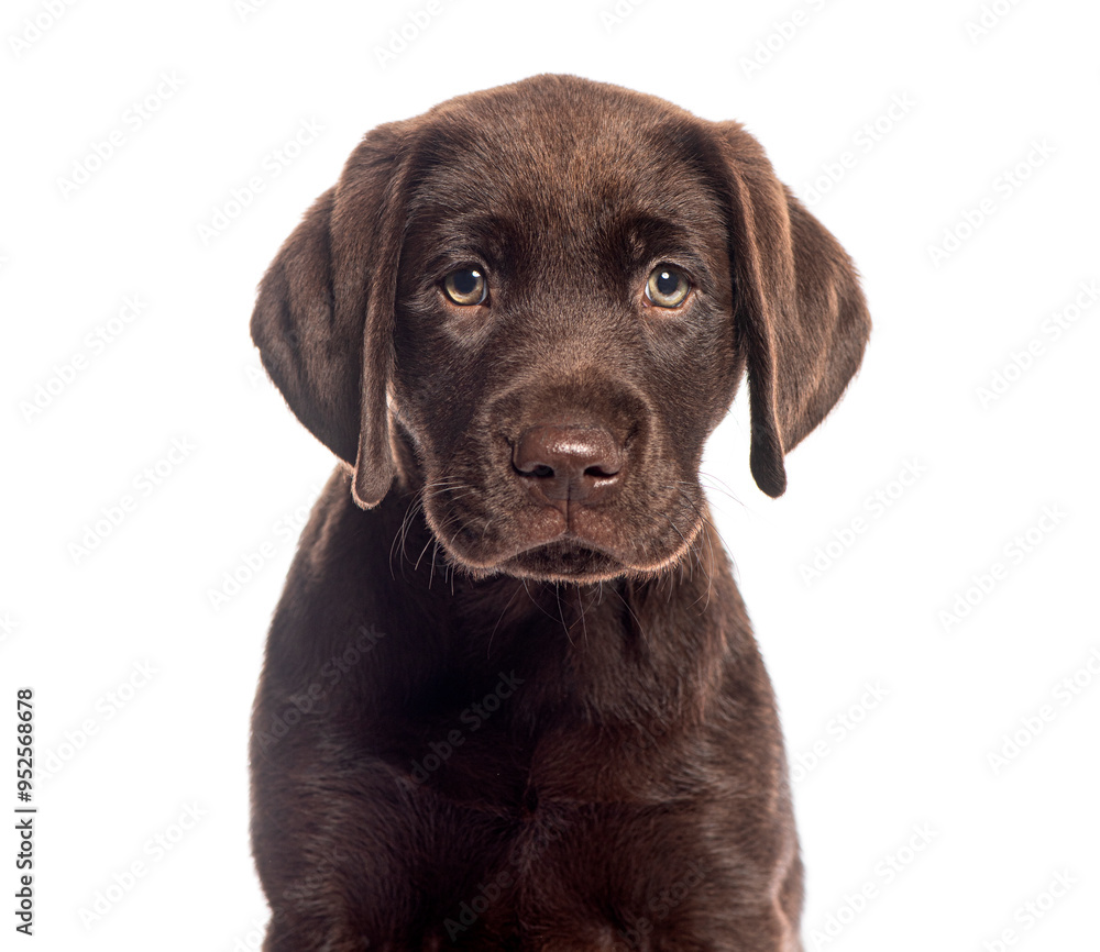 Chocolate labrador retriever puppy looking with white background Chocolate labrador retriever puppy looking with white background