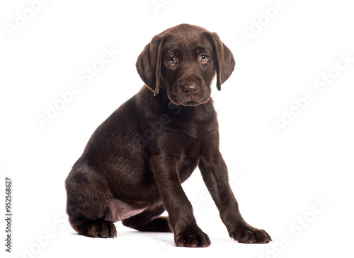 Chocolate labrador retriever puppy sitting and looking sad