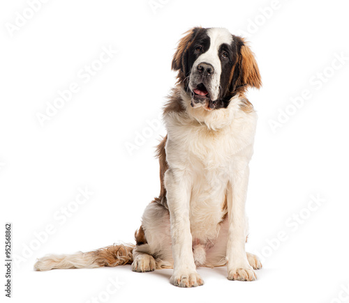 Fotografie Saint bernard dog sitting and looking up isolated on white background