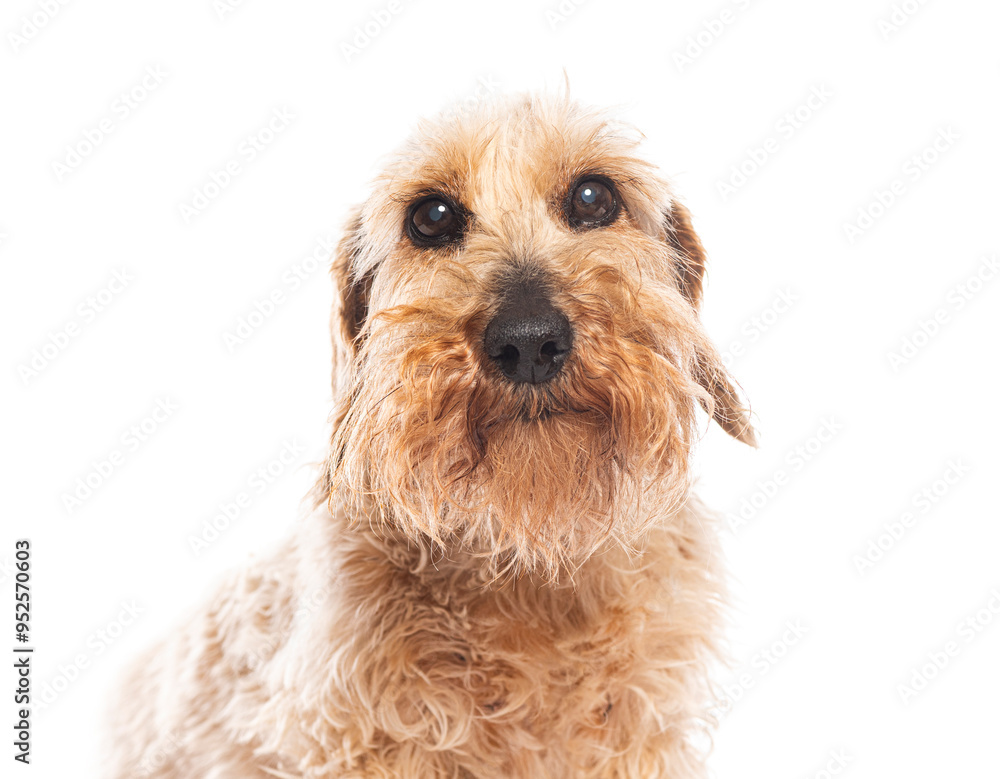 Curious wirehaired dachshund dog is posing on a white background Curious wirehaired dachshund dog is posing on a white background