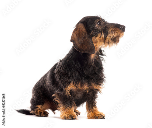 Wire haired dachshund sitting and looking up on white background photo