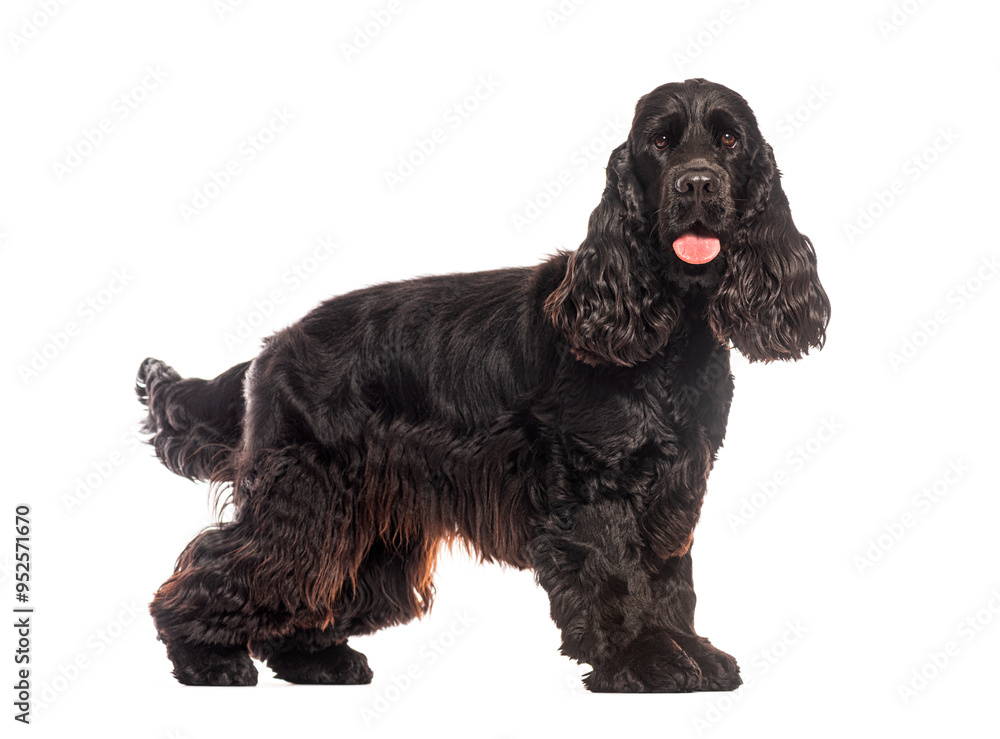 Black english cocker spaniel standing and panting on white background Black english cocker spaniel standing and panting on white background