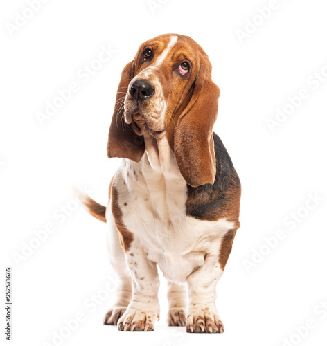 Basset hound standing and looking up with sad expression