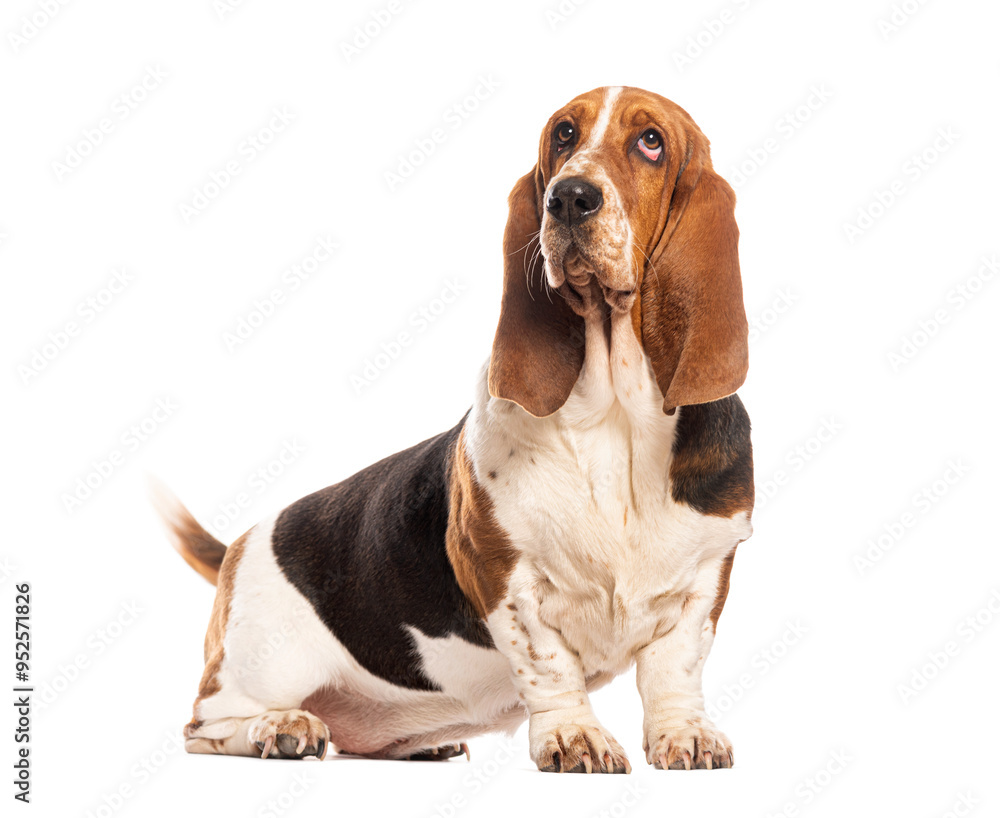 Basset hound sitting and looking up with white background Basset hound sitting and looking up with white background