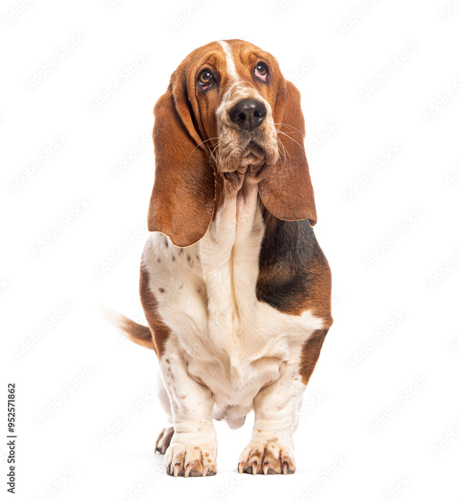 Basset hound standing and looking up with white background Basset hound standing and looking up with white background