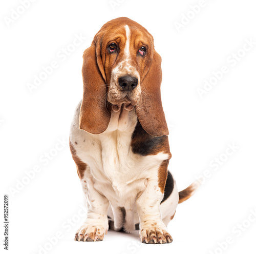 Sad basset hound sitting and looking at camera