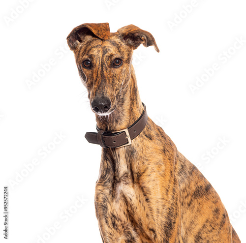 Obraz na plátne Beautiful brindle galgo espanol dog posing with tilted head