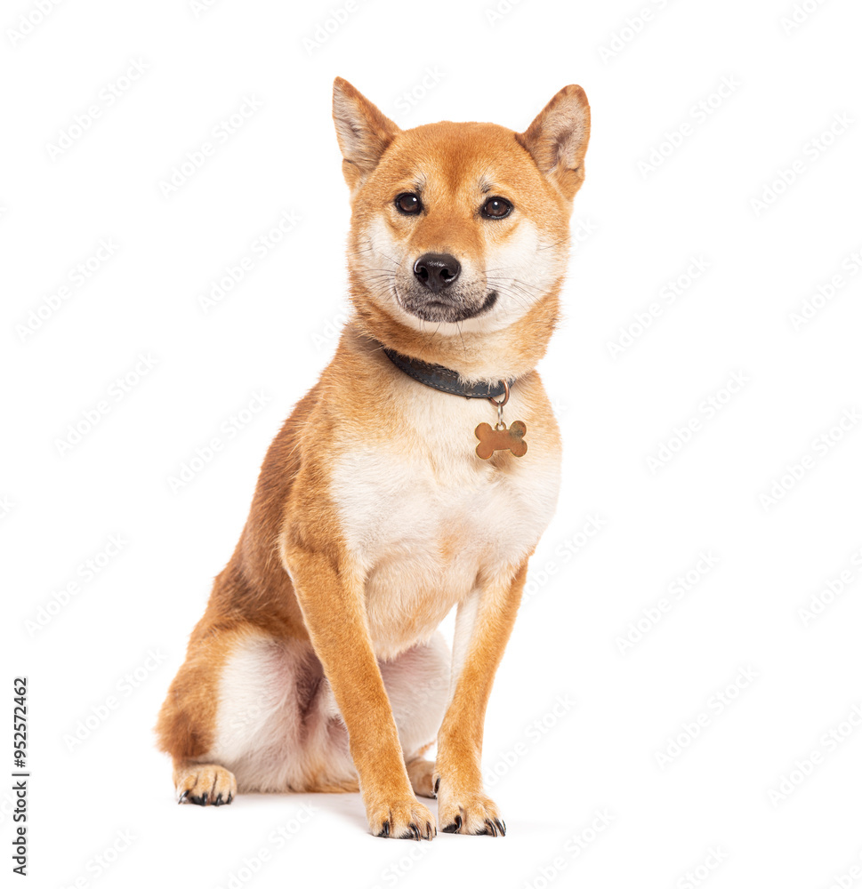 Adult shiba inu sitting and wearing a collar with dog tag Adult shiba inu sitting and wearing a collar with dog tag