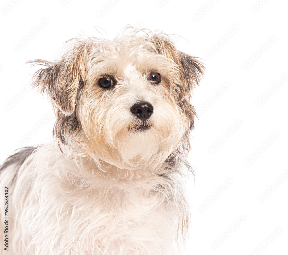 Adorable long haired mixed breed dog posing on white background Adorable long haired mixed breed dog posing on white background