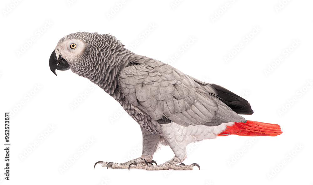 Naklejka premium Side view of a African Grey Parrot - Psittacus erithacus, walking in front of a white background