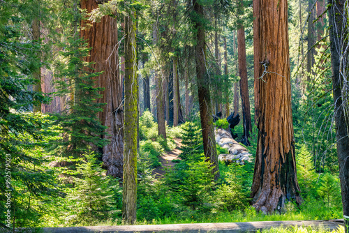 Sequoia National Park and Kings Canyon. Giant sequoia trees, forest trails, wooden fence and hiking trail, Kings River Canyons