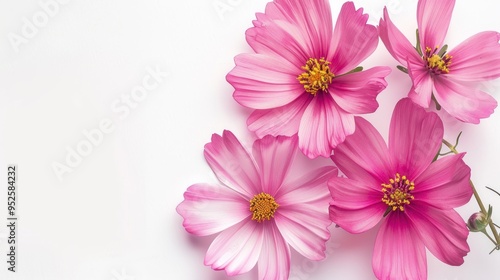 Pink Cosmos Flowers on White Background