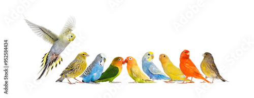 Large group of small exotic pet birds on a line; parakeet, canary, love bird, isolated on white