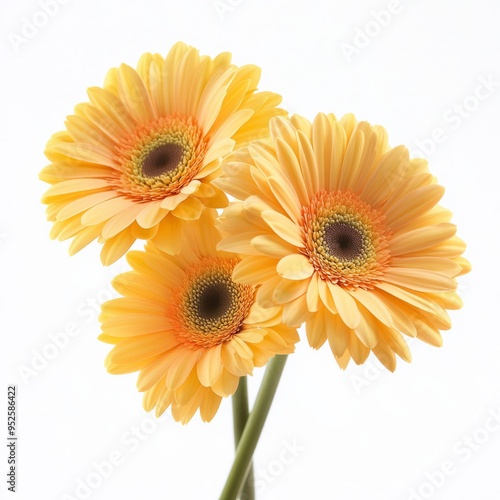 gerbera flowers isolated on white background