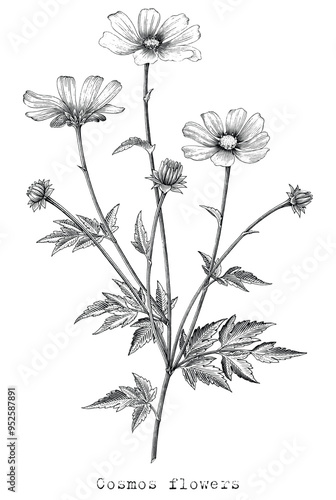 Antique engraving illustration of Cosmos flower black and white clip art isolated on white background