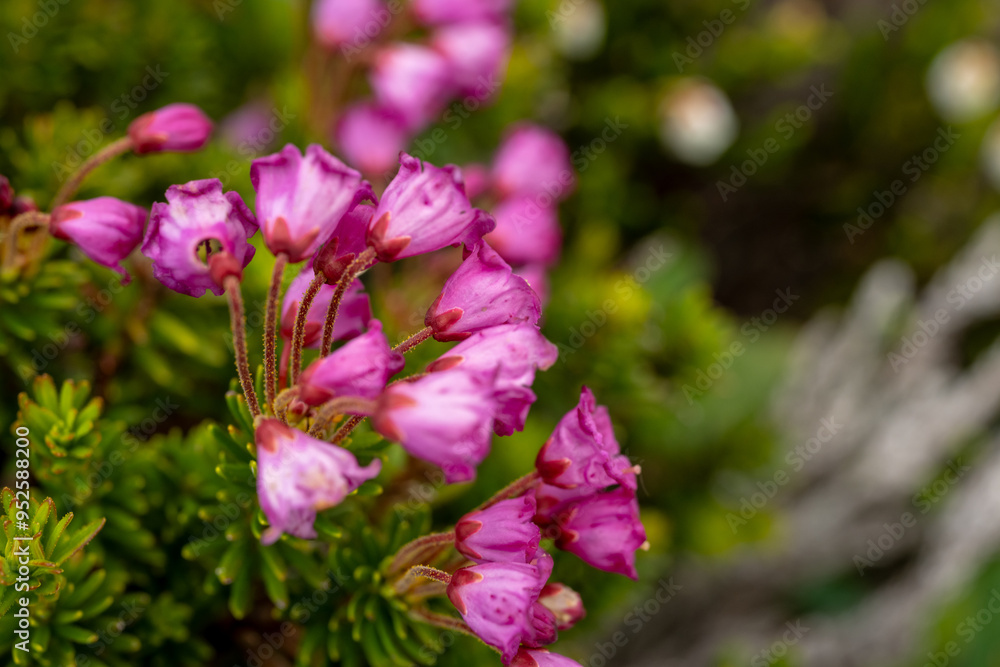 Fototapeta premium Mountain Heather Blooms In Paradise