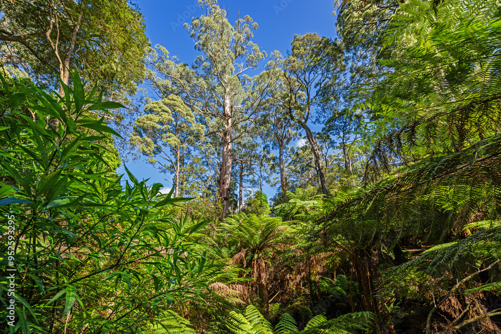 Huge eucalyptus trees and giant fern trees in Maits Rest, Great Otway National Park, Australia Huge eucalyptus trees and giant fern trees in Maits Rest, Great Otway National Park, Australia
