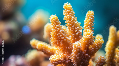 Macro Photo of SPS Coral Seriatiopora Acropora photo