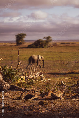 Canvas Print Dead animal in safari