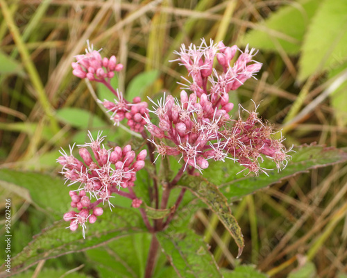 Eutrochium maculatum (Spotted Joe-pye Weed) Native North American Wetland Wildflower photo