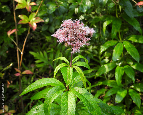 Eutrochium maculatum (Spotted Joe-pye Weed) Native North American Wetland Wildflower photo