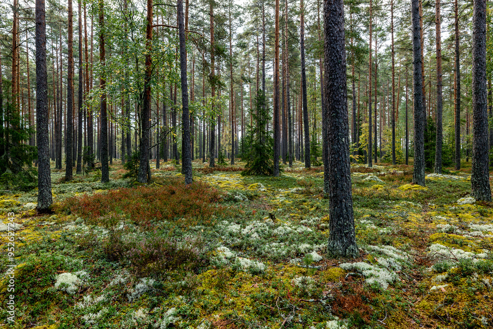 Obraz premium Pine tree forest in autumn